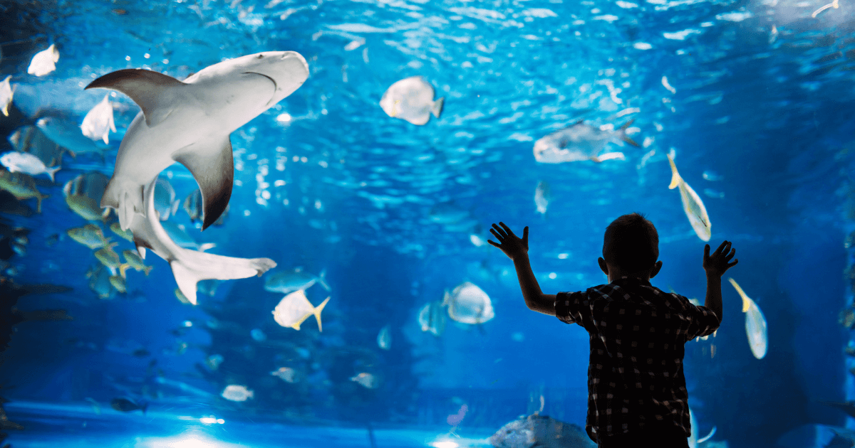 aquarium in lanzarote